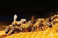 Odkłady rodziny pszczele z ulami lub bez wlkp i dadant