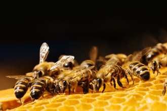 Odkłady rodziny pszczele z ulami lub bez wlkp i dadant