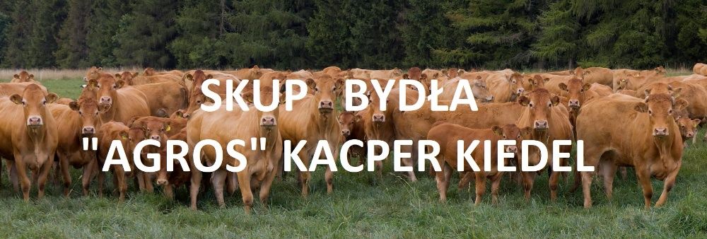 Skup bydła "Agros Kacper Kiedel" Konkurencyjne ceny.