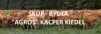 Skup bydła "Agros Kacper Kiedel" Konkurencyjne ceny.