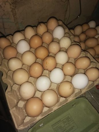 Jaja wiejskie kurze
