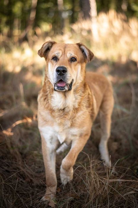 Ryan- duży, spokojny i przyjazny psiak do adopcji.