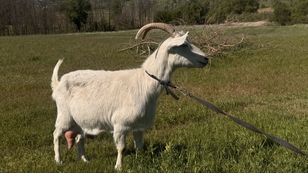 Зааненської та нубійської породи