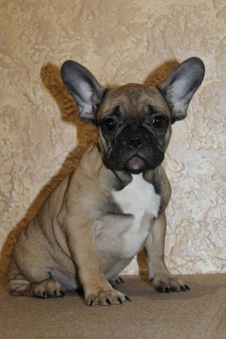 Бомбические генные французики