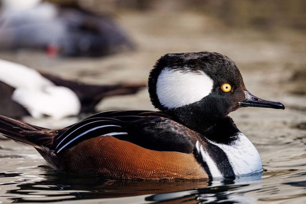 Kaczki ozdobne Tracz Kaptrunik pary i samce 2025