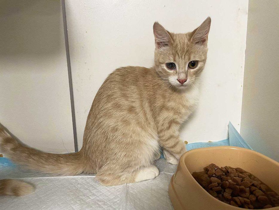 Котенок Голди 3 месяца ищет дом