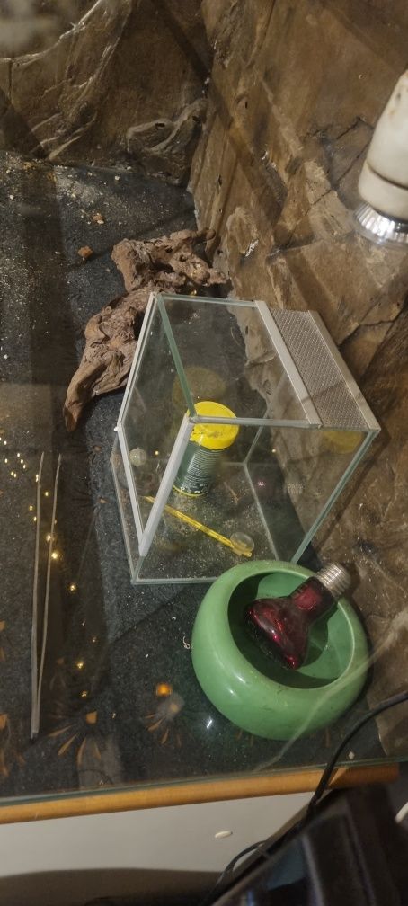Terrarium 100x40 wys 50 + wyposażenie