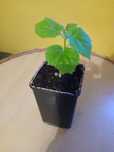 Drzewo Tlenowe Paulownia sadzonki tegoroczne