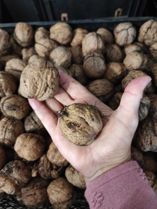 Продам волоський горіх