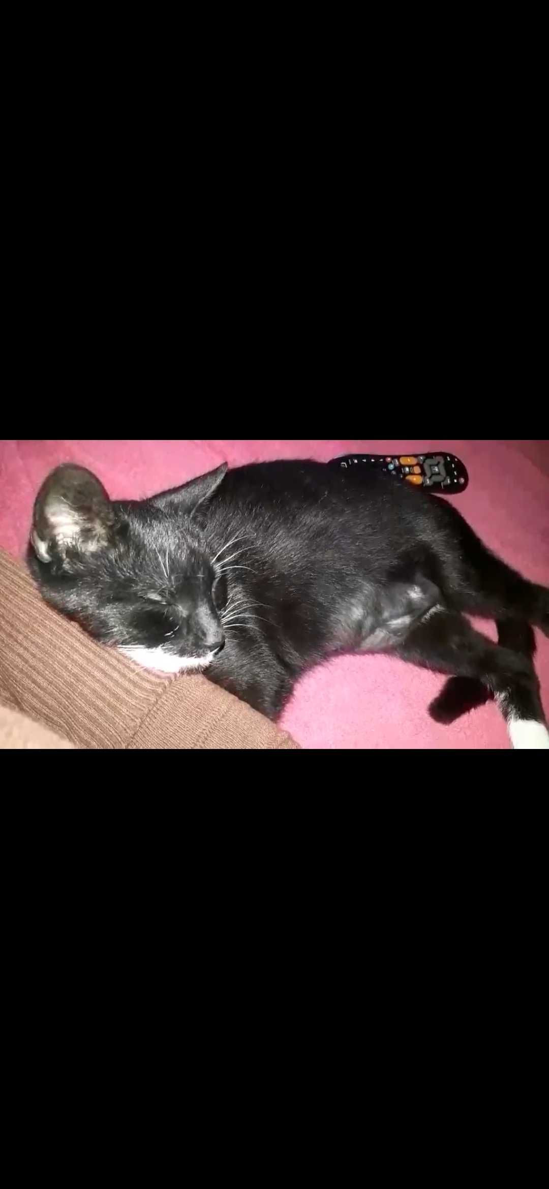 Cudowna dorosła 2 letnia kotka do adopcji