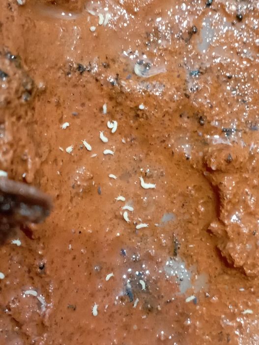 Duże białe skoczogonki piękne i rzadkie