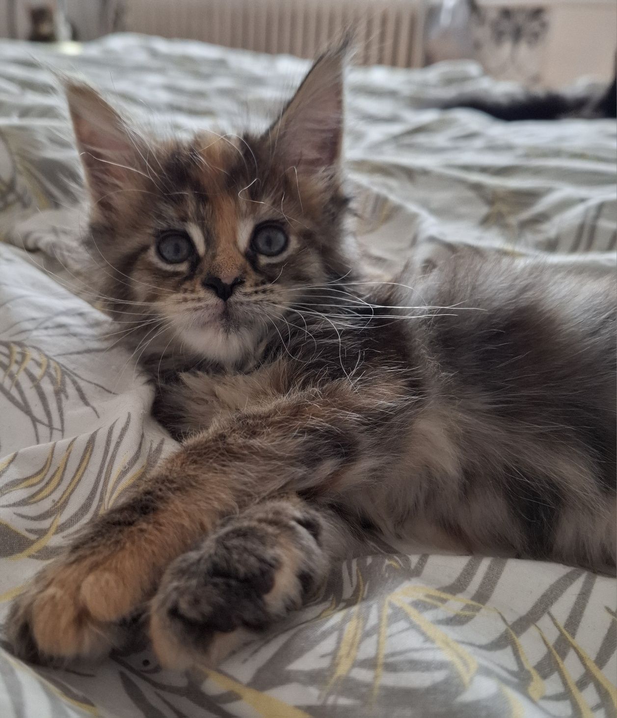Koteczka Maine Coon