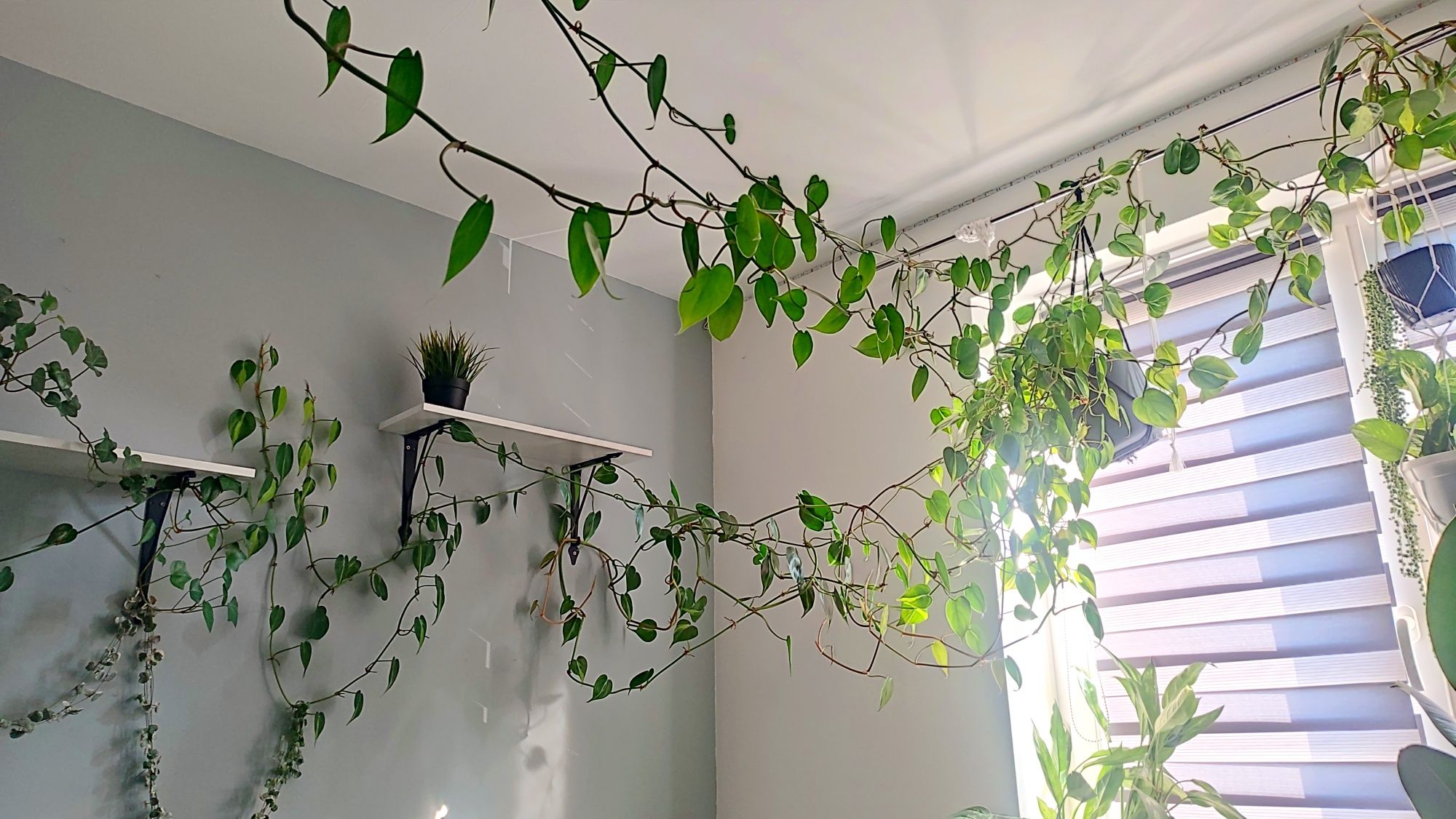 philodendron brasil 5m filodendron epipremnum scandens długie roślina
