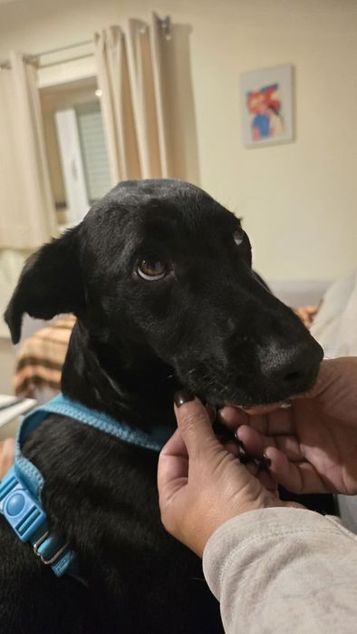 Caozinho de 9 meses para adoção