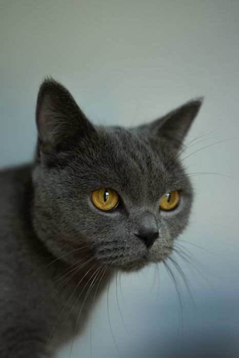 Brytyjskie kotki białe krótkowłose