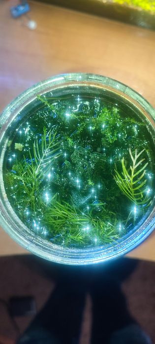 Яванський мох для акваріума