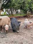 Porcos Pig e vietnamitas