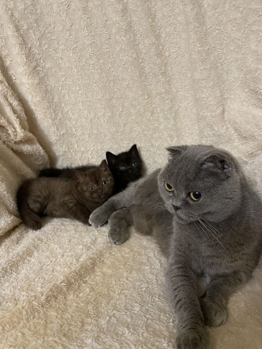 шотландські кошенята котик і киця