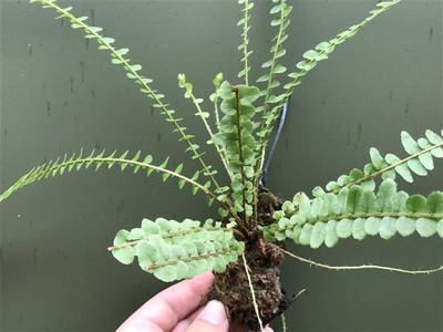 Rośliny do wiwarium terrarium paproć Asplenium spec. Panama