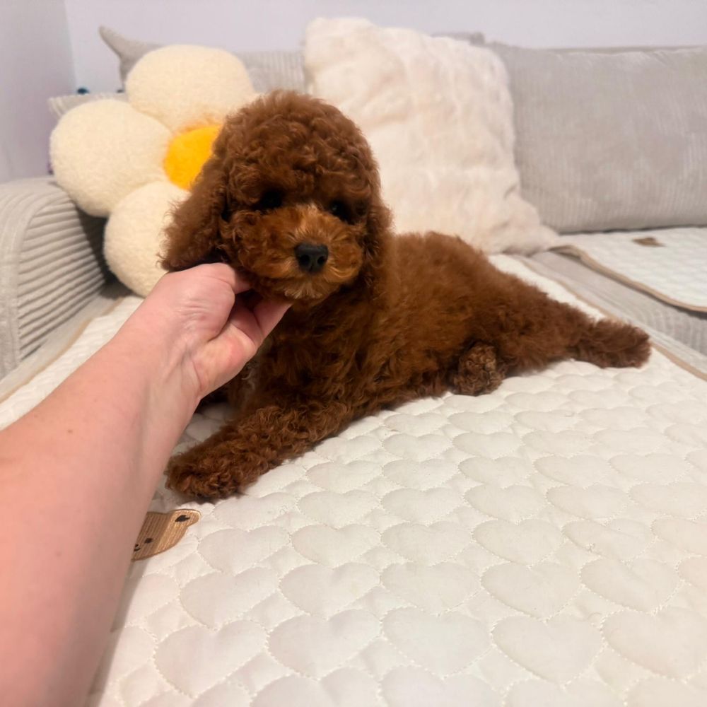 piesek maltipoo – gotowy do odbioru – wyjątkowy przyjaciel