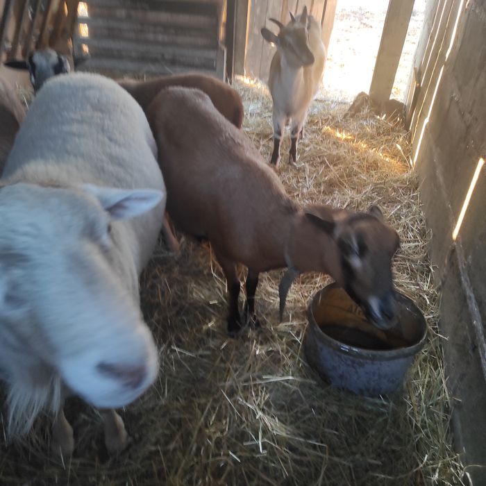 Owca kameruńska zakocona