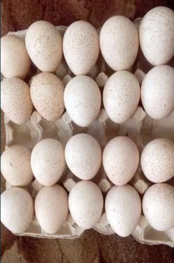 Яйця індиків Інкубаційні широкогрудих з гарним імунітетом