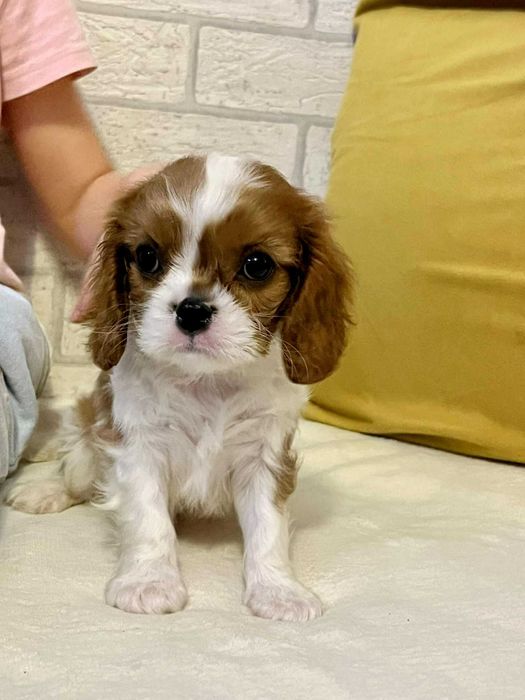 Cavalier King Charles Spaniel FCI ZKwP rodowód, szczeniak, suczka
