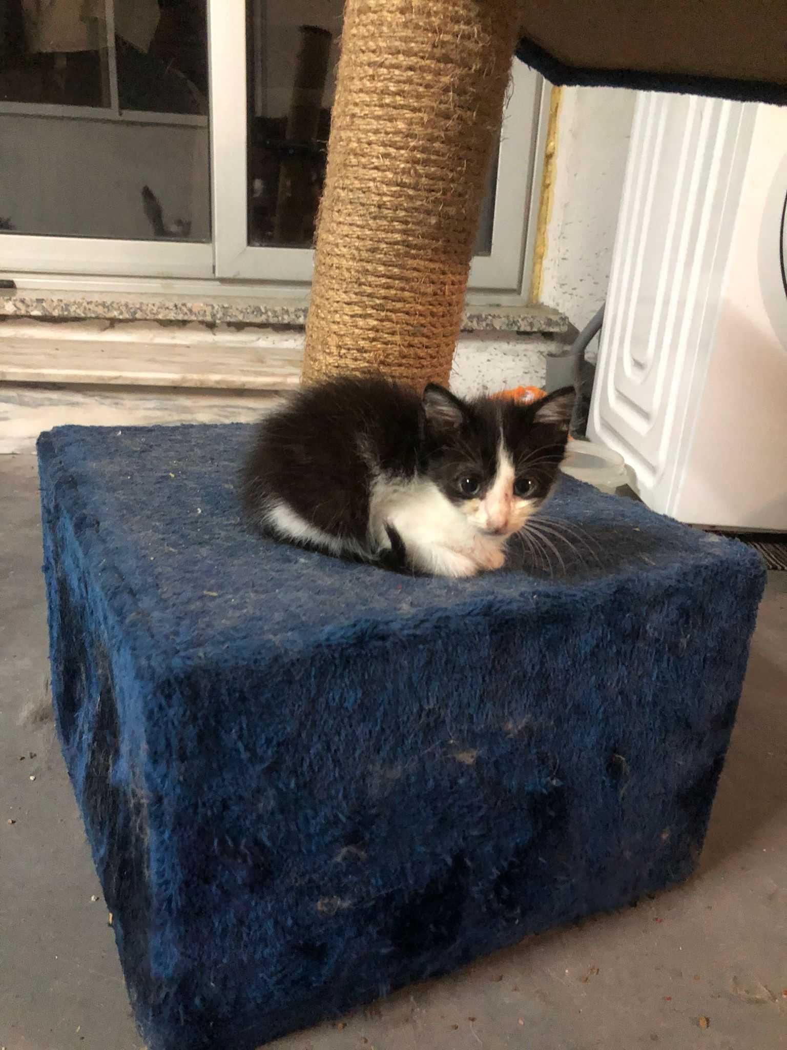 Gatinhos para adoção responsável