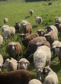 Ovelhas prenhas / paridas  ( varias raças)  gado bom