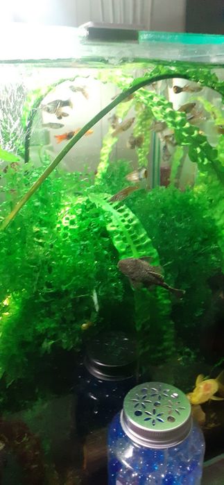 Sprzedam rybki gupiki