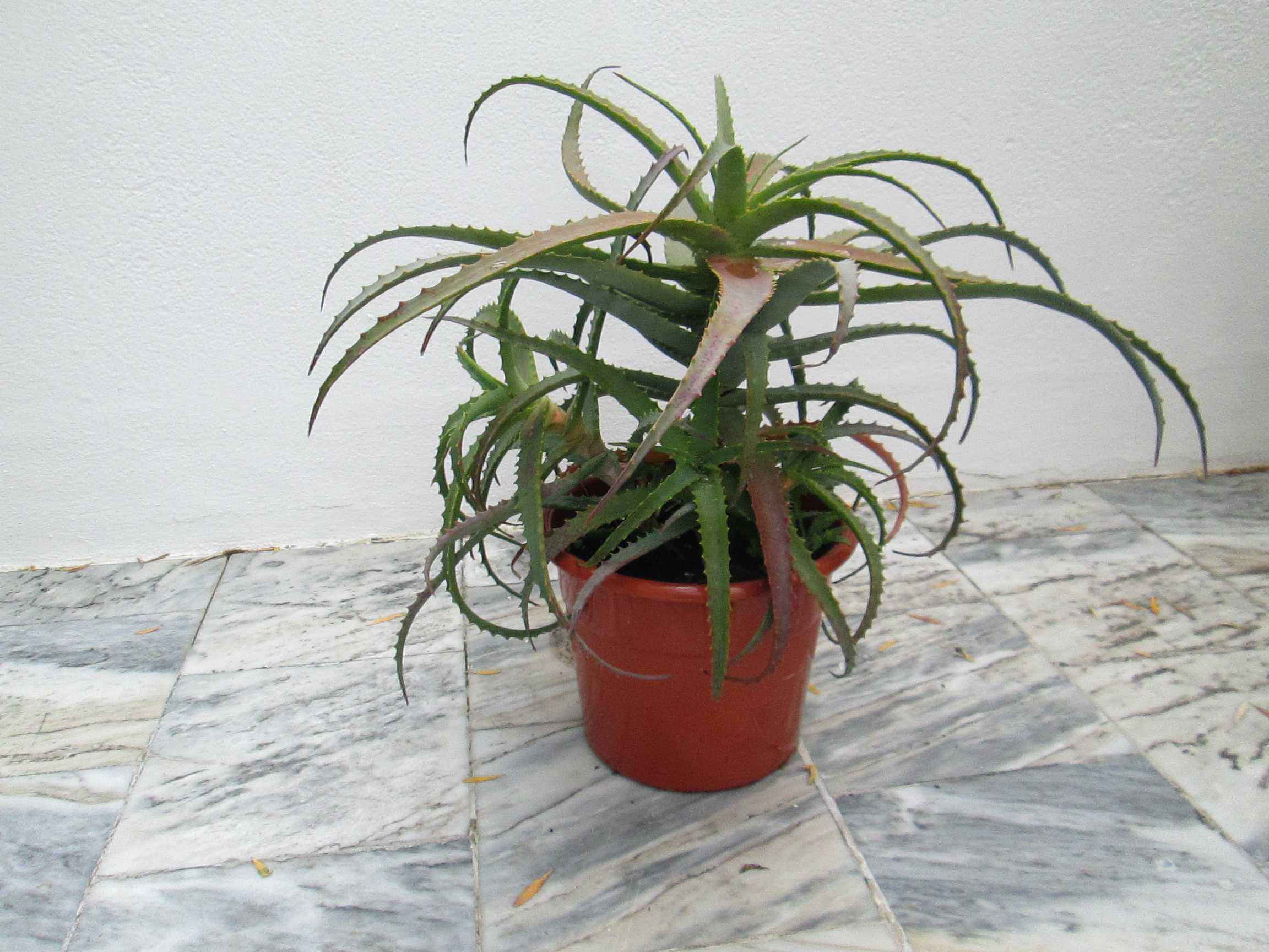 Aloe vera em vaso