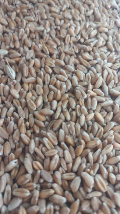 Продам пшеницю урожай 2025