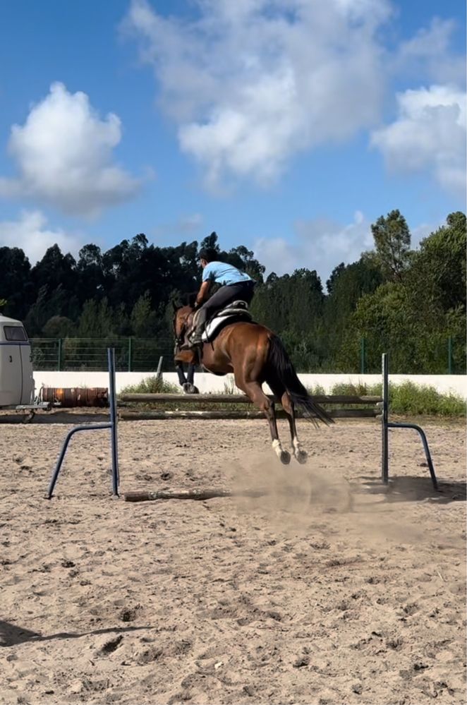 Cavalo PSI para venda