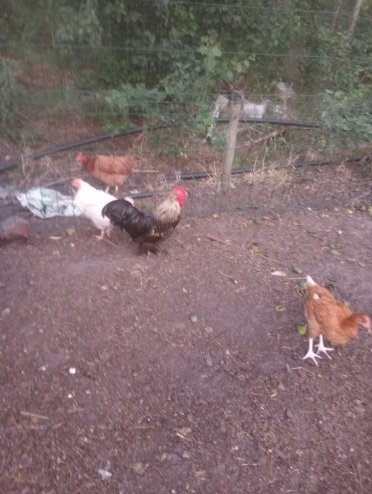 Witam sprzedam koguty 2 sztuki