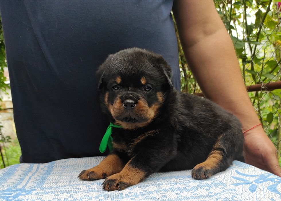 Вільні 2 хлопчики