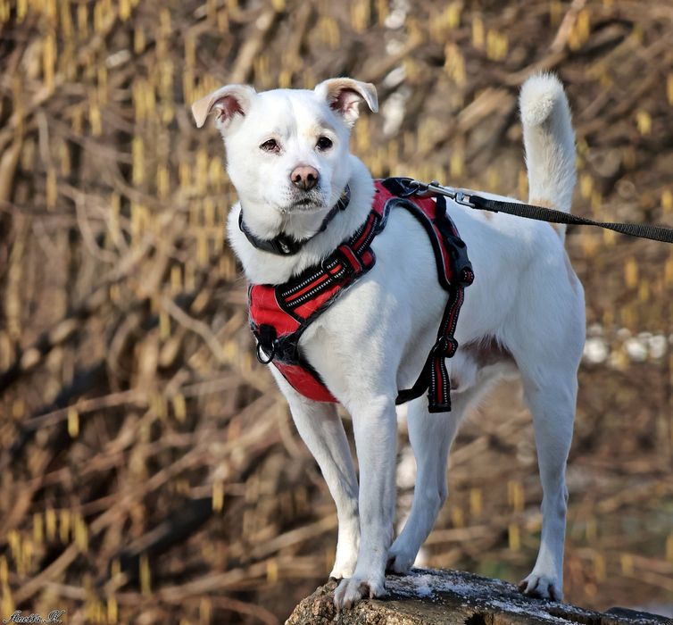 Becik – wierny towarzysz spacerów, gotowy do adopcji