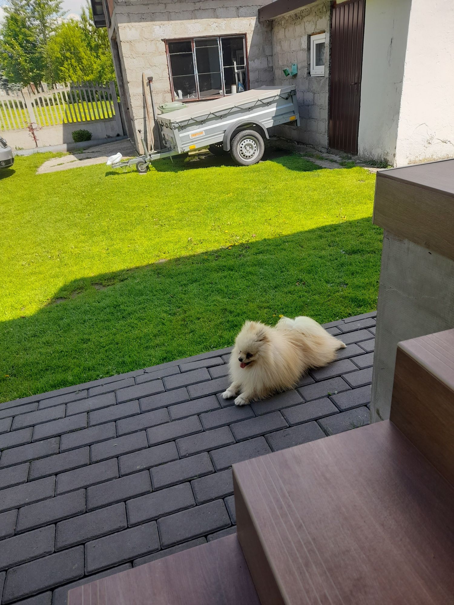 Szpic miniaturowy pomeranin