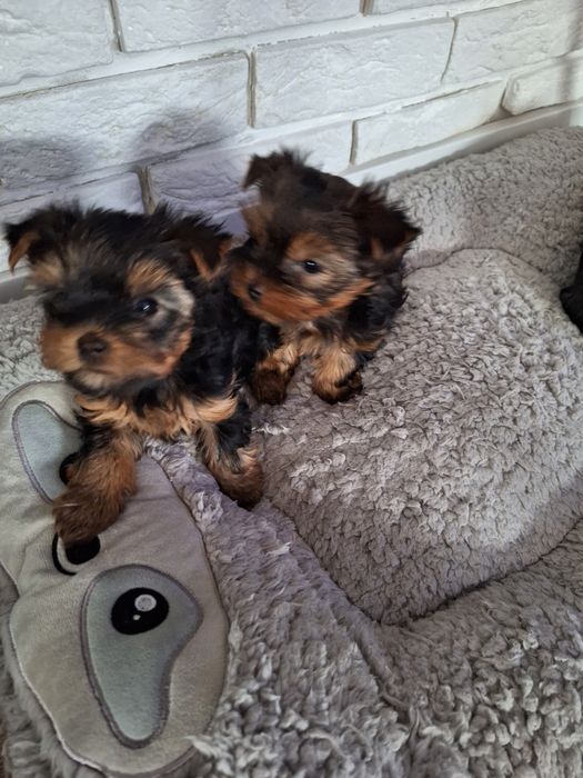 Yorkshire terrier MINI