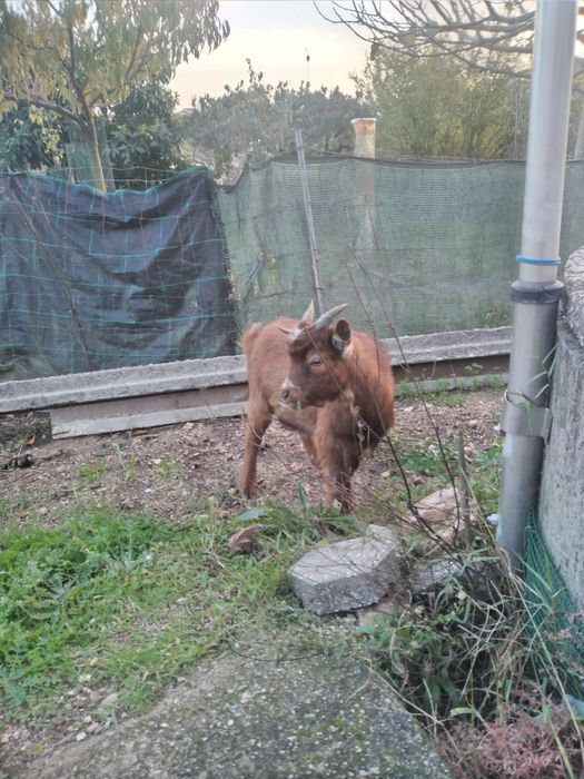 Cabras Anãs - Macho 6 meses