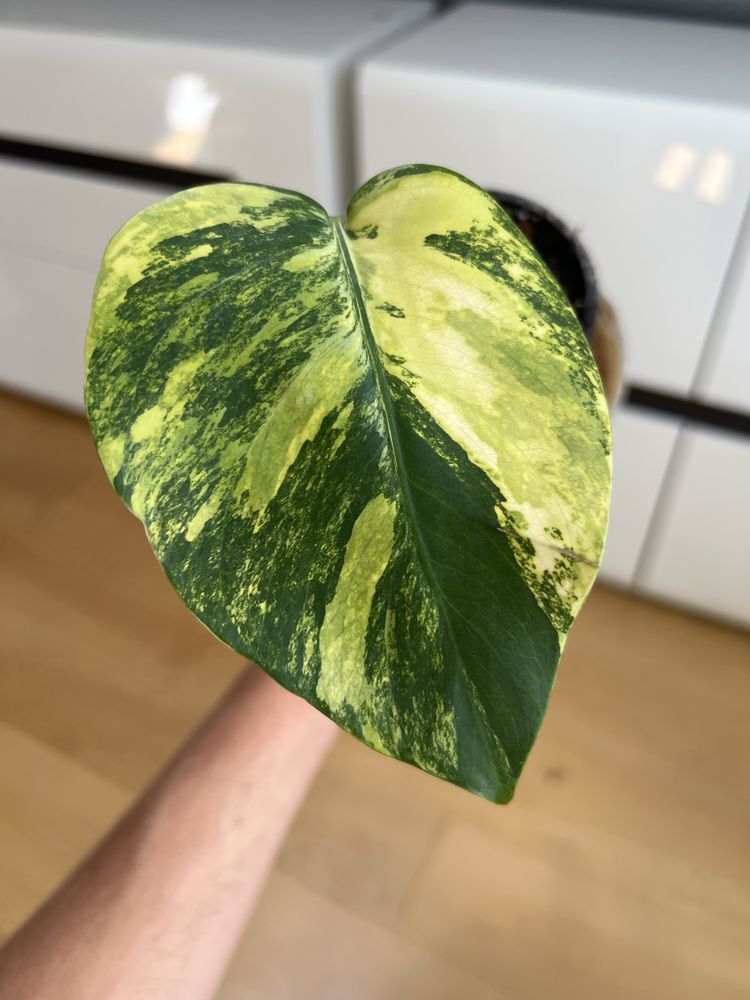Monstera Marmorata