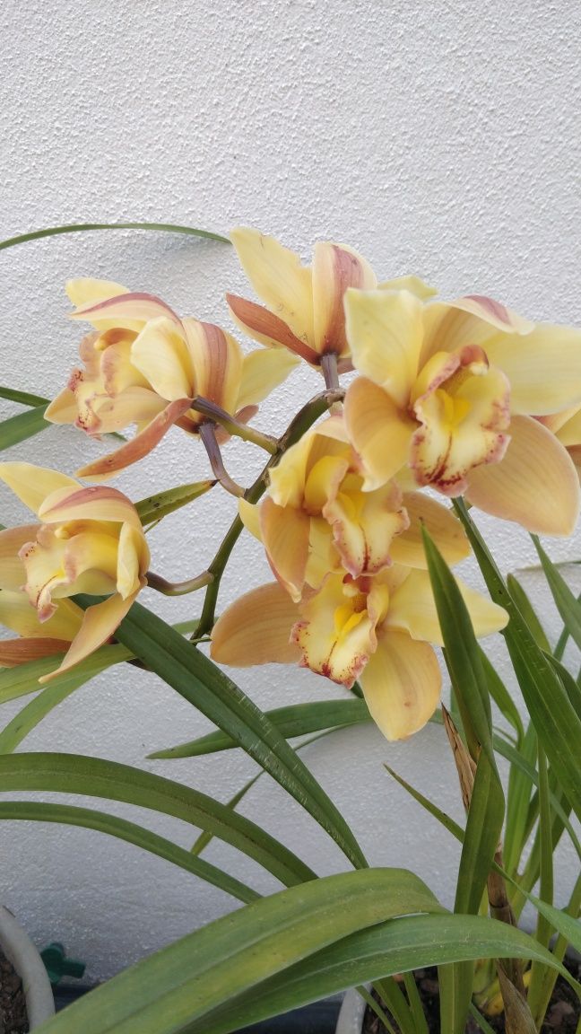 Orquideas de várias cores