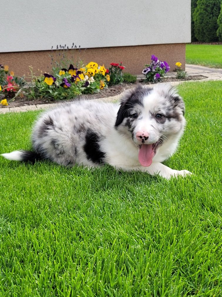 Border Collie Piesek Fikus Zaprasza