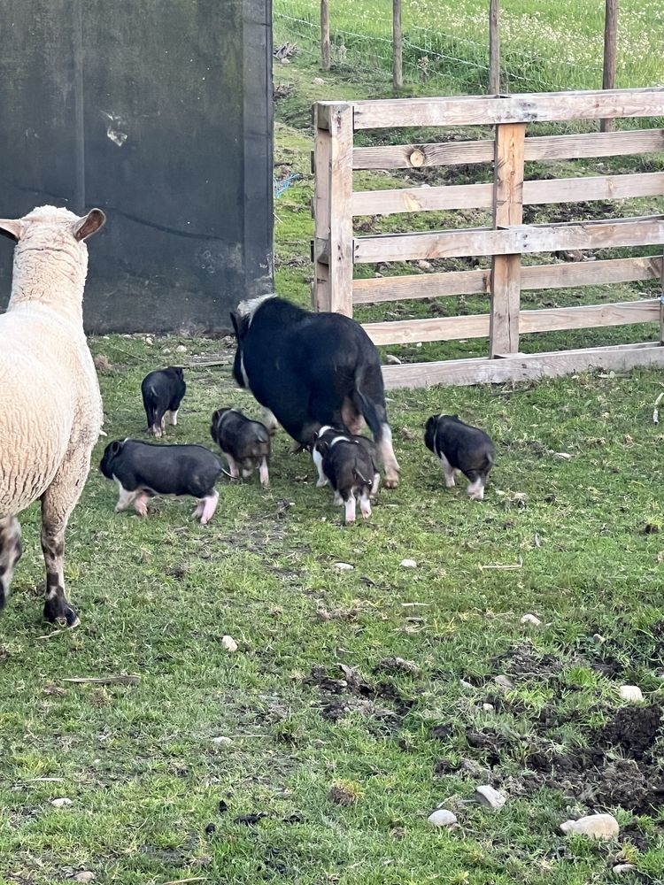 Porcos anões - Mini pigs