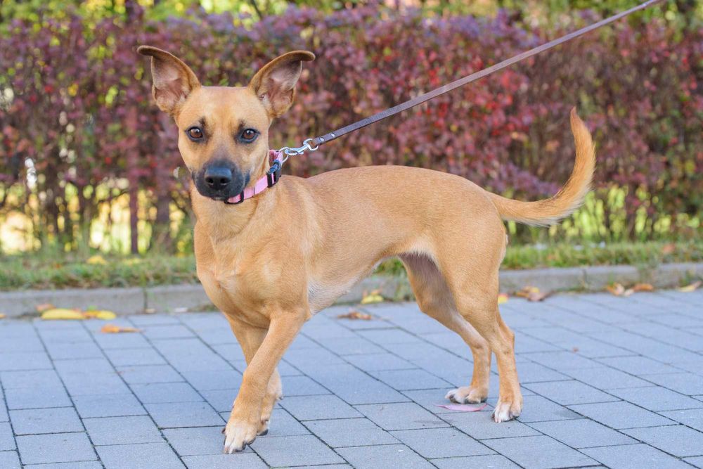 FREEKA - młodziutka, niewielka i milutka sunia