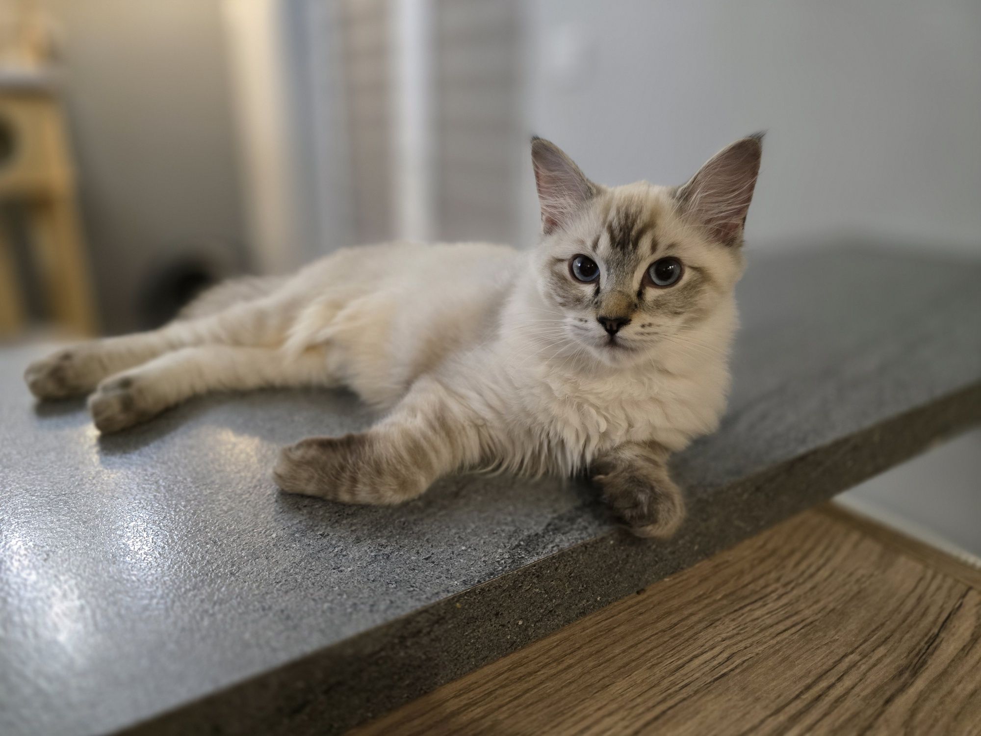 Kotka Ragdoll Gaja