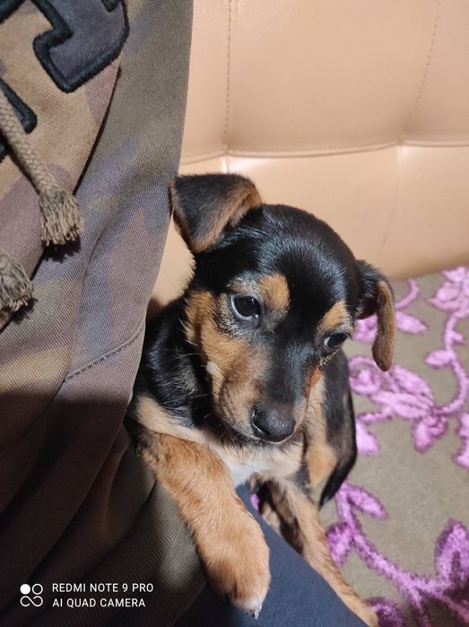 Цуценя дівчинка в добрі руки.