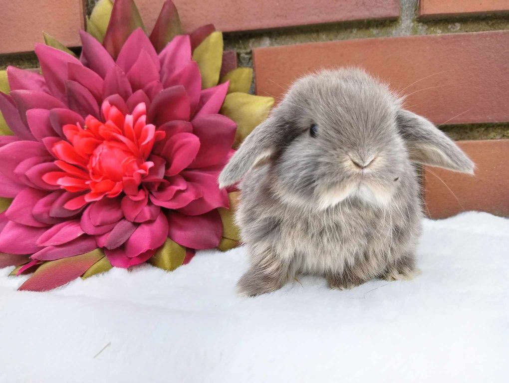 Mini lop, królik miaturka, króliczek baranek