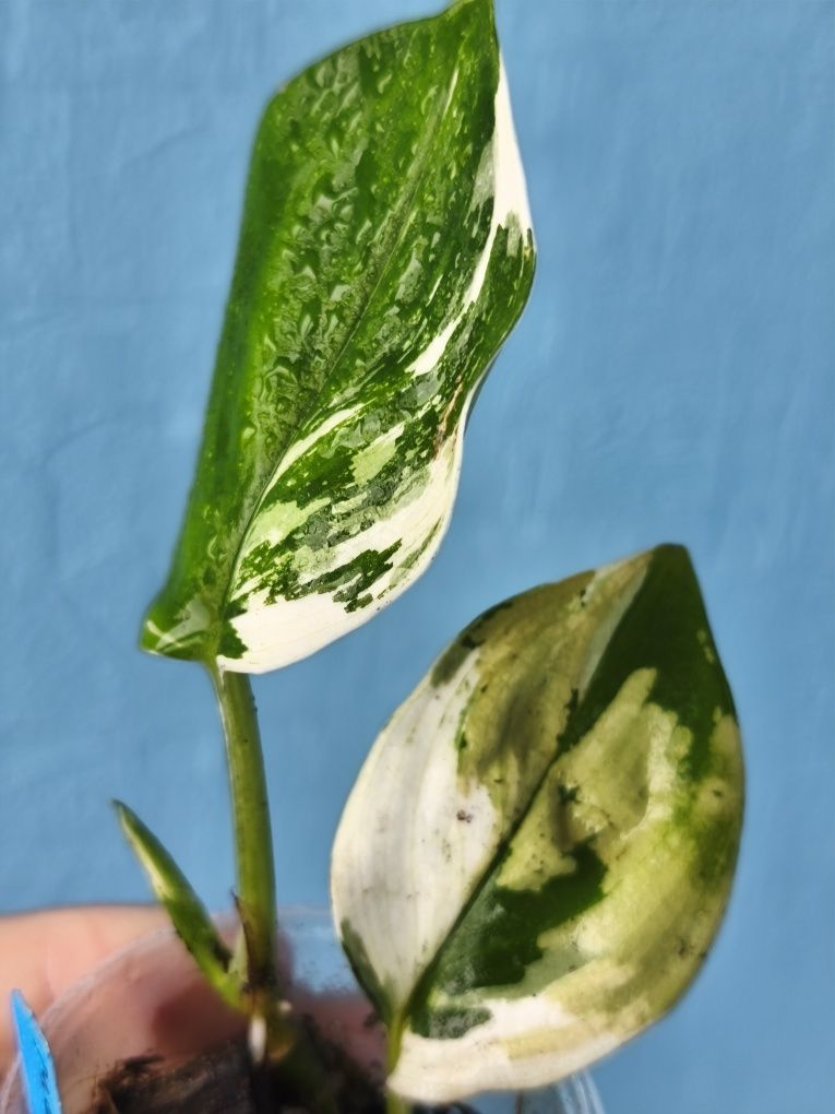 Сциндапсус Moonlight variegata