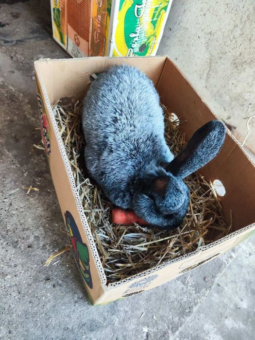 Продаються кролі