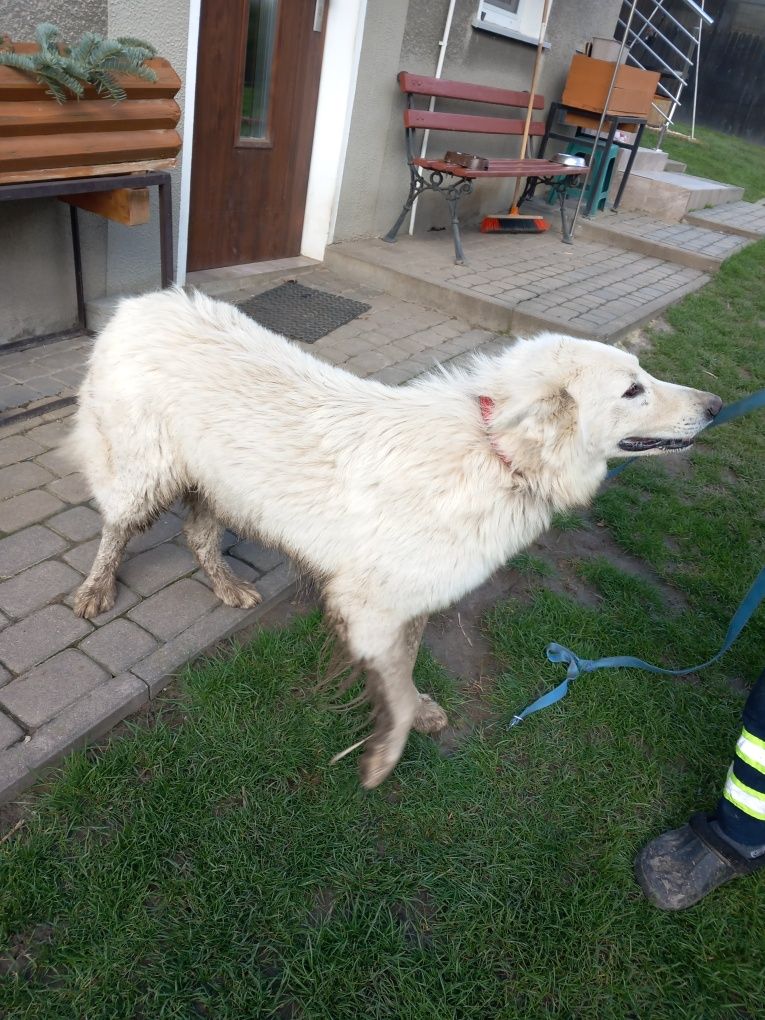 Pies biały owczarek szwajcarski